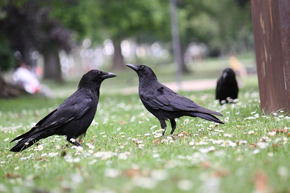 The Inspiring Power and Wisdom Exemplified by Ravens