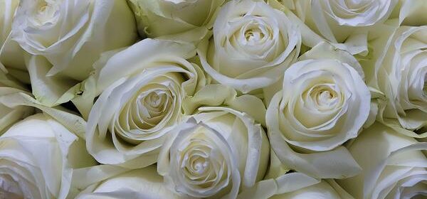 What Is the Spiritual Meaning of White Roses