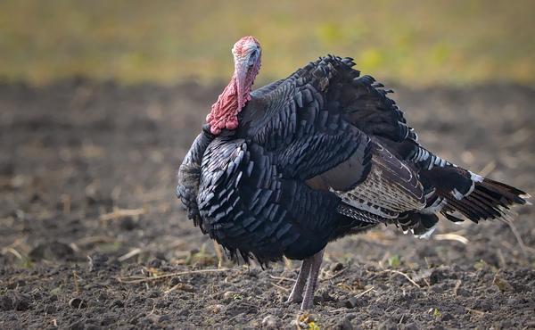 What Is the Spiritual Meaning of Seeing a Turkey