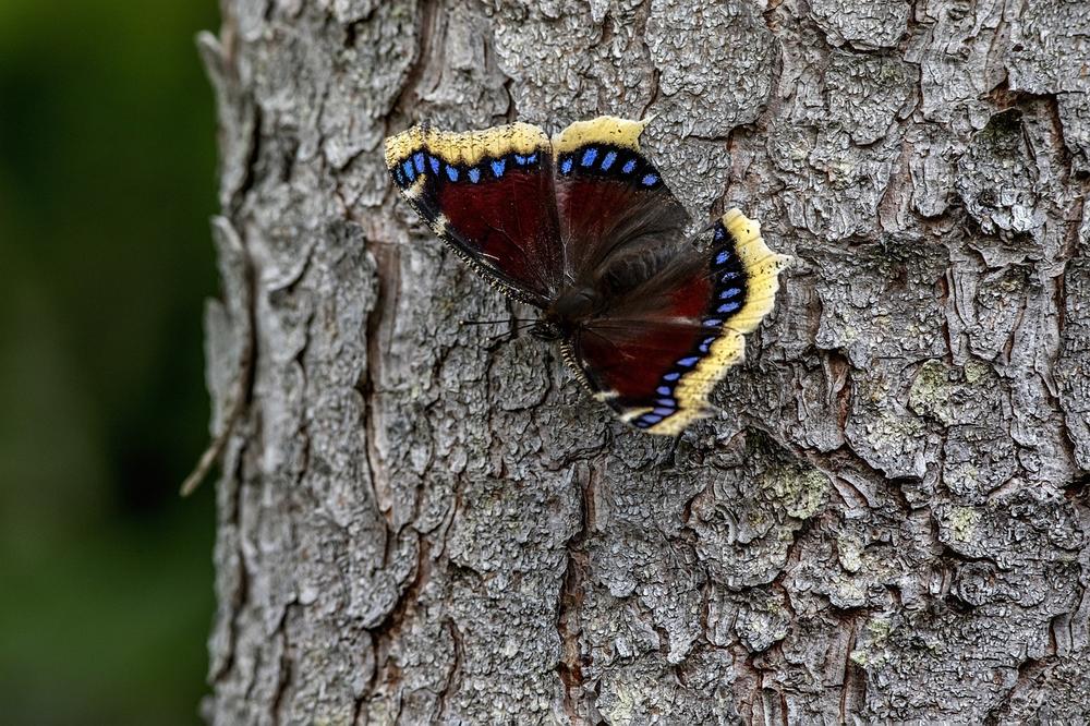 Symbolism and Spiritual Meanings of a Mourning Cloak Butterfly