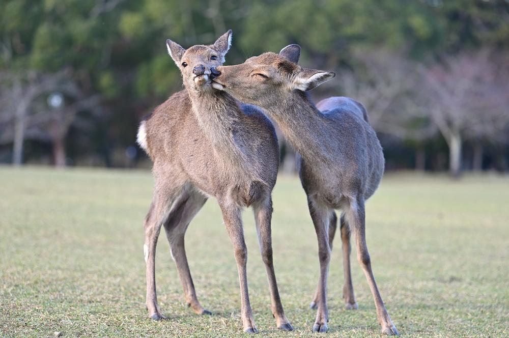 The Spiritual Meaning of Good Luck in the Bond Between Mom and Baby Deer