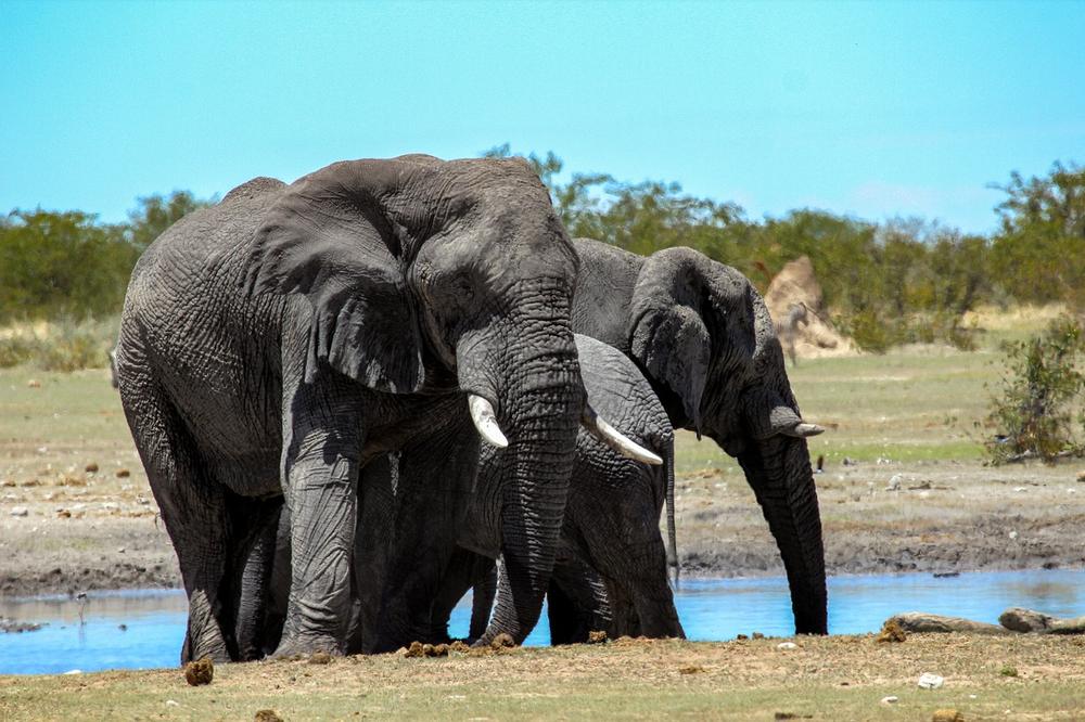 The Sacred Wisdom Embodied by Elephants in Spiritual Beliefs