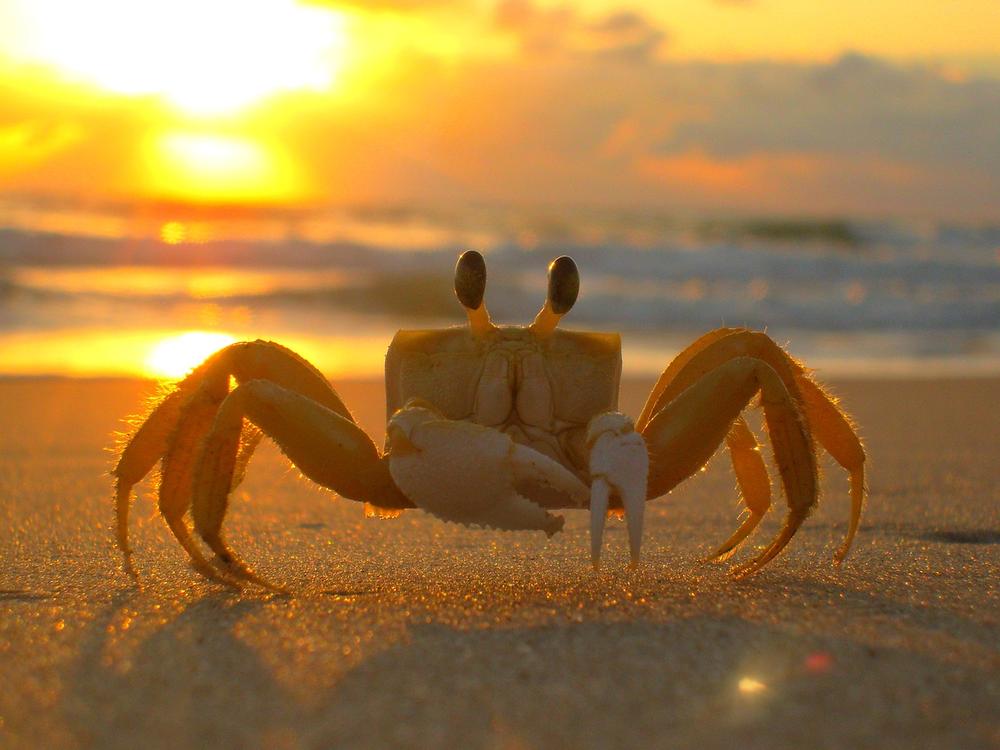 Symbolism of the Crab's Protective Shell