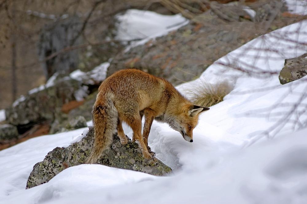 Spiritual Significance of Dead Fox