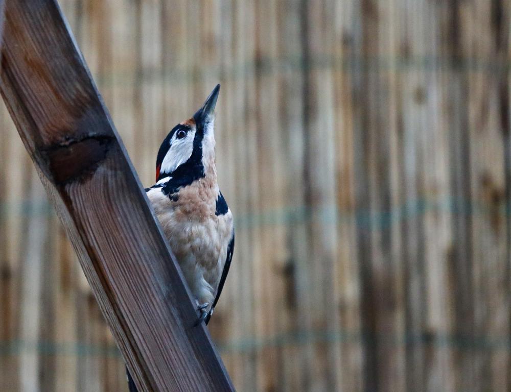 The Transformative Power of Woodpecker Drumming and Communication