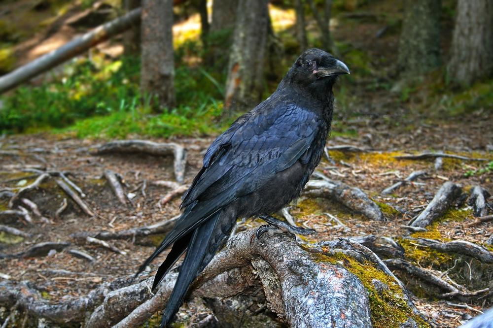 Crows SPIRITUAL MEANING in Dream