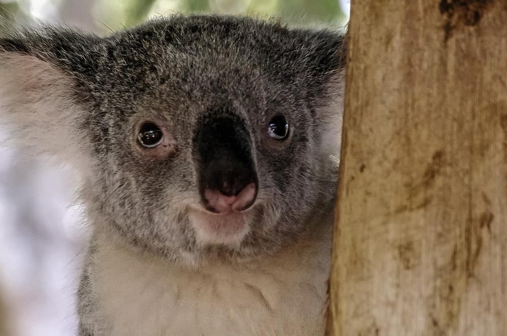 Guardians of Nature: The Spiritual Role of Koala Bears