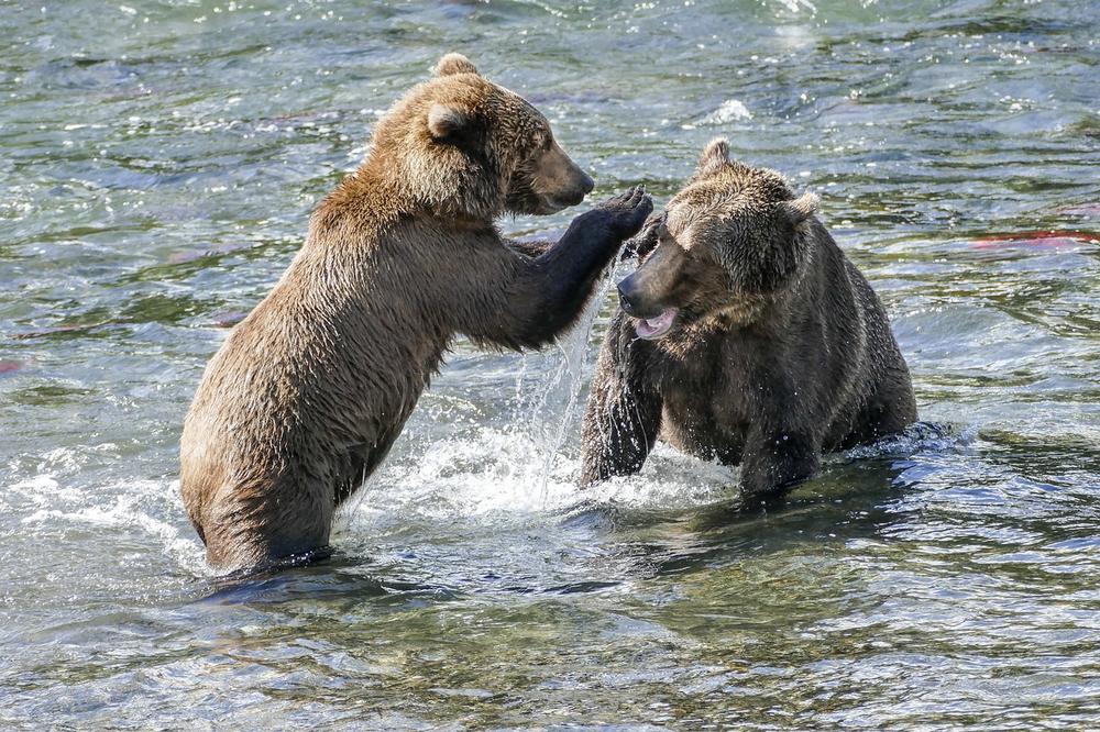 Kodiak Bear Symbolic Spiritual Meaning: Strength