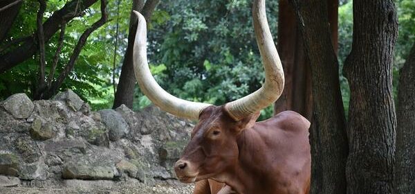 What Is the Spiritual Meaning of an Ox