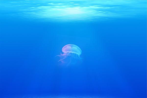 What Is the Spiritual Meaning of a Jellyfish