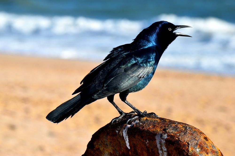 Grackle Symbolism and Meaning