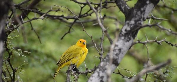 What Is the Spiritual Meaning of a Yellow Chested Bird