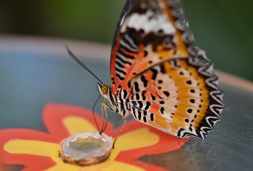 Embracing Transformation: The Symbolic Significance of Red Spotted Purple Butterfly Sightings