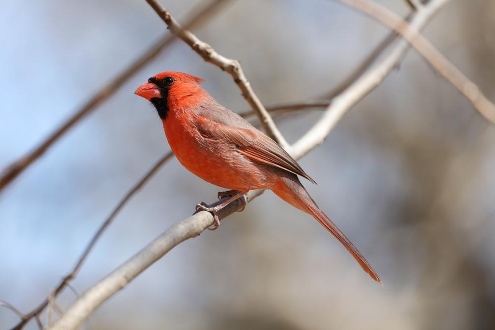 Red Bird Meaning in Love and Relationships