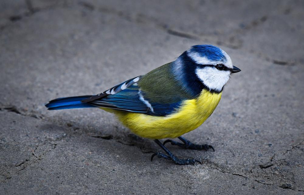 The Spiritual Significance of Birds and Their Inspiring Presence