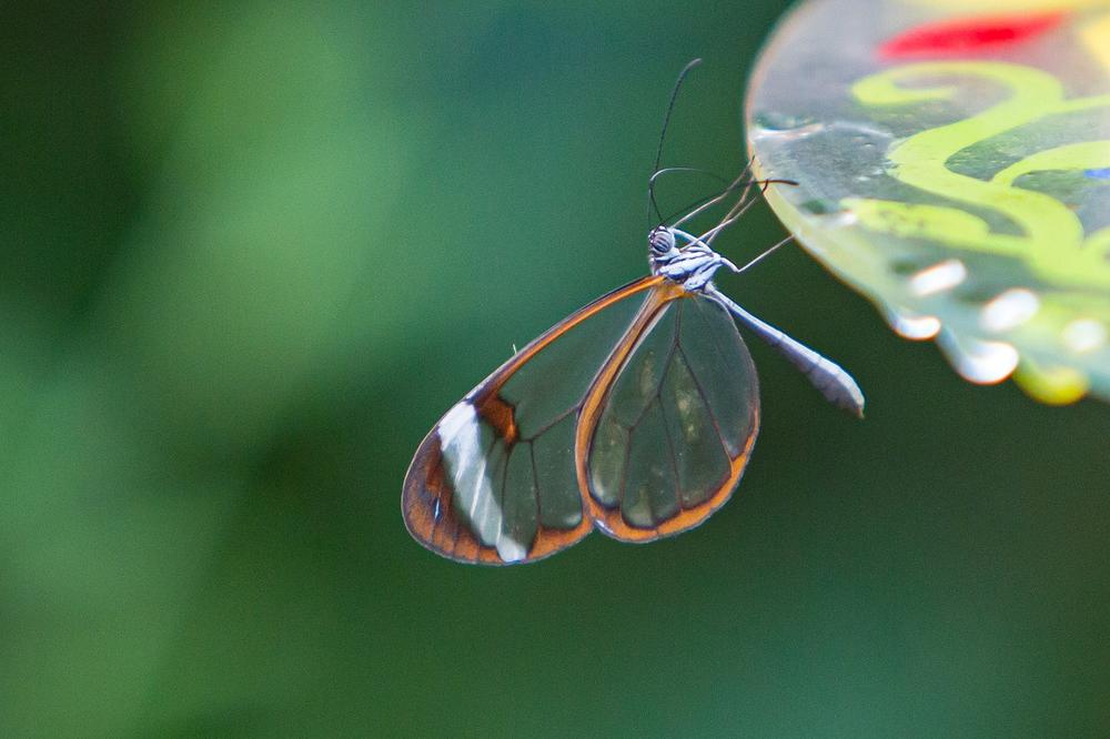 The Vibrant Colors of the Glasswing Butterfly: Symbols of Spiritual Evolution