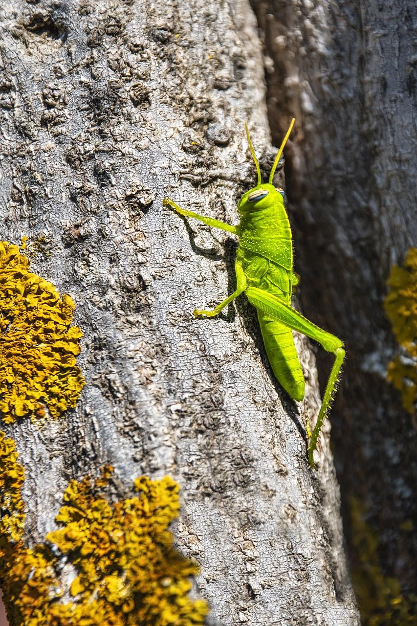 Decoding the Symbolic Messages Behind Repeated Grasshopper Sightings