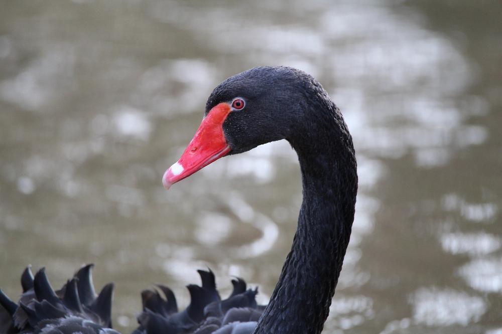 Black Swan Meaning in Love
