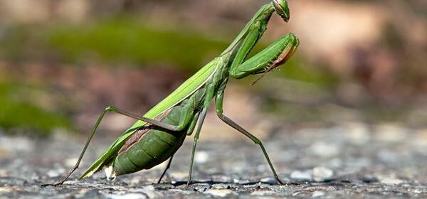 What Is the Spiritual Meaning of Seeing a Praying Mantis