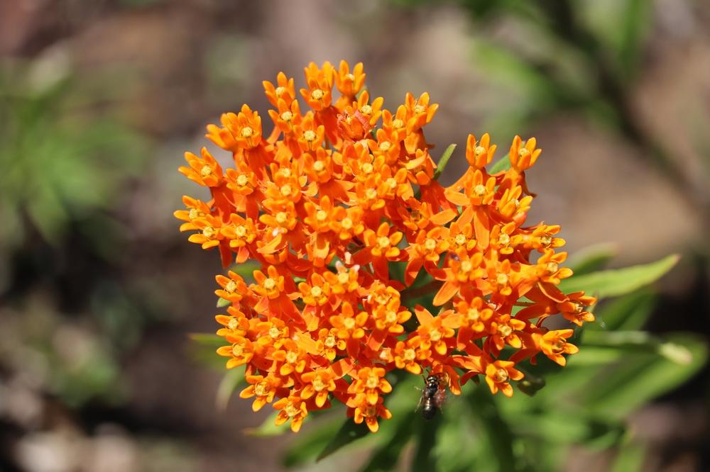 Rituals and Practices Involving Butterfly Weed