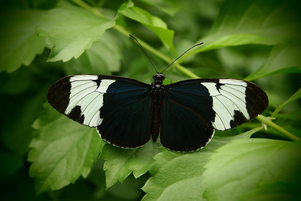 Black Butterfly Meaning in Spirituality