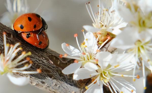 What Is the Spiritual Meaning of Ladybugs
