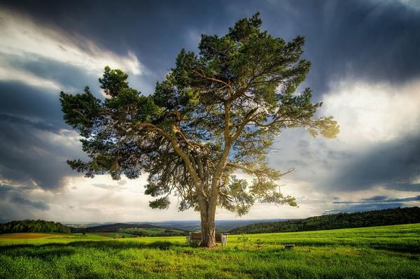 What Is the Spiritual Meaning of a Tree