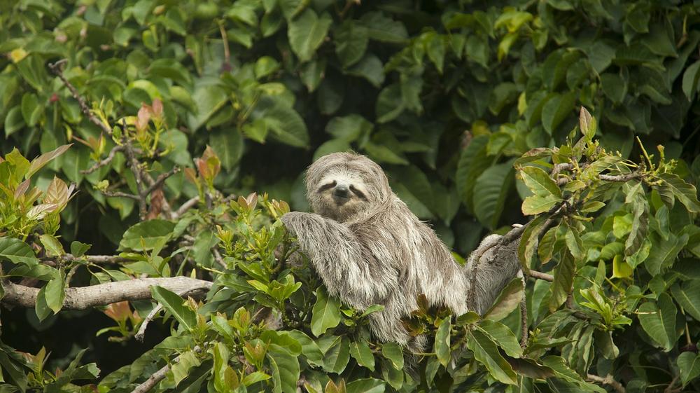 The Spirit of the Sloth as Healer and Teacher