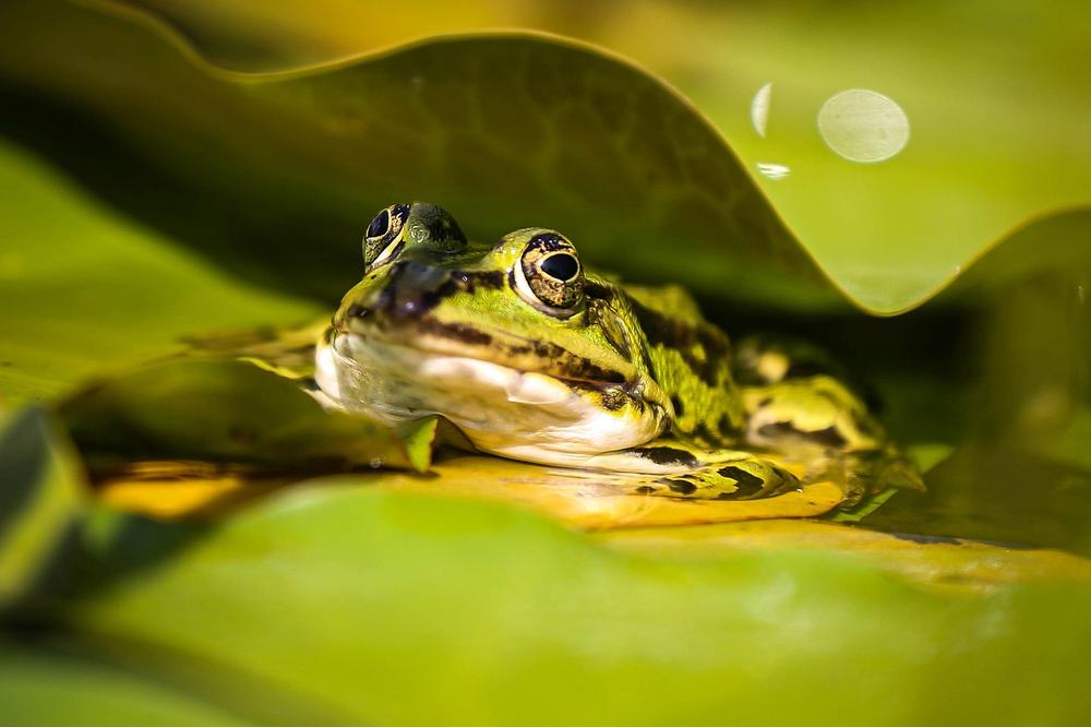 Exploring the Frog Toad Connection in Spirituality