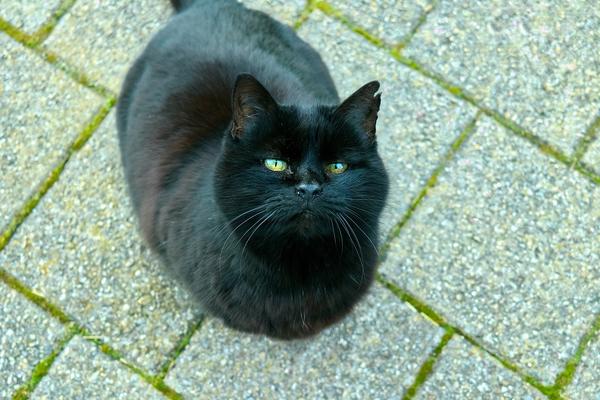 Spiritual Meaning of Seeing a Black Cat in Hinduism