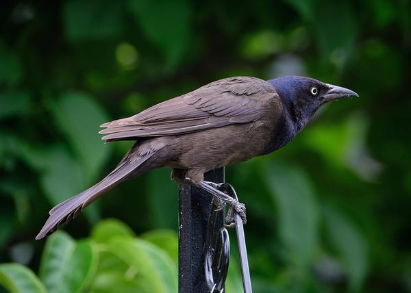 What Is the Spiritual Meaning of a Grackle