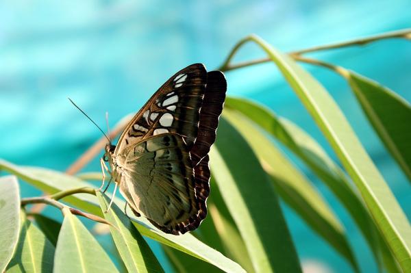 Red Spotted Purple Butterfly Spiritual Meaning