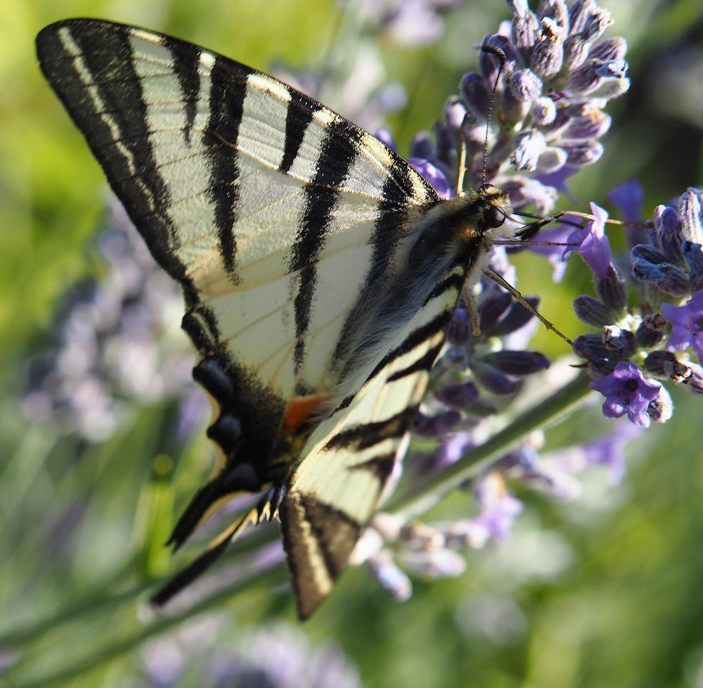 Swallowtail Butterfly Symbolism and Meaning