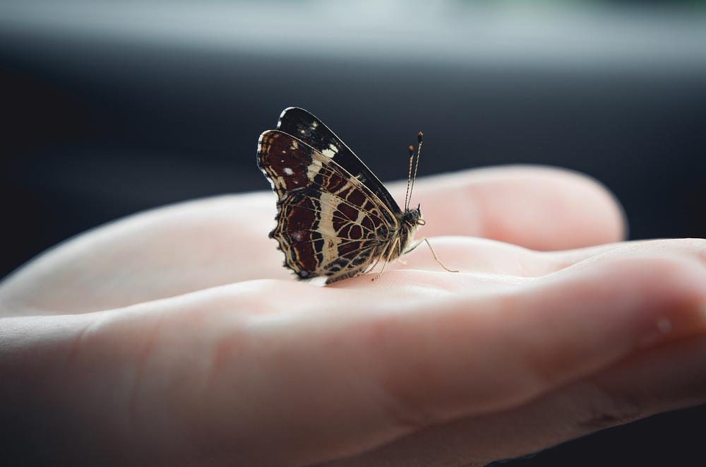 The Transformative Power of Spiritual Butterflies in the Stomach