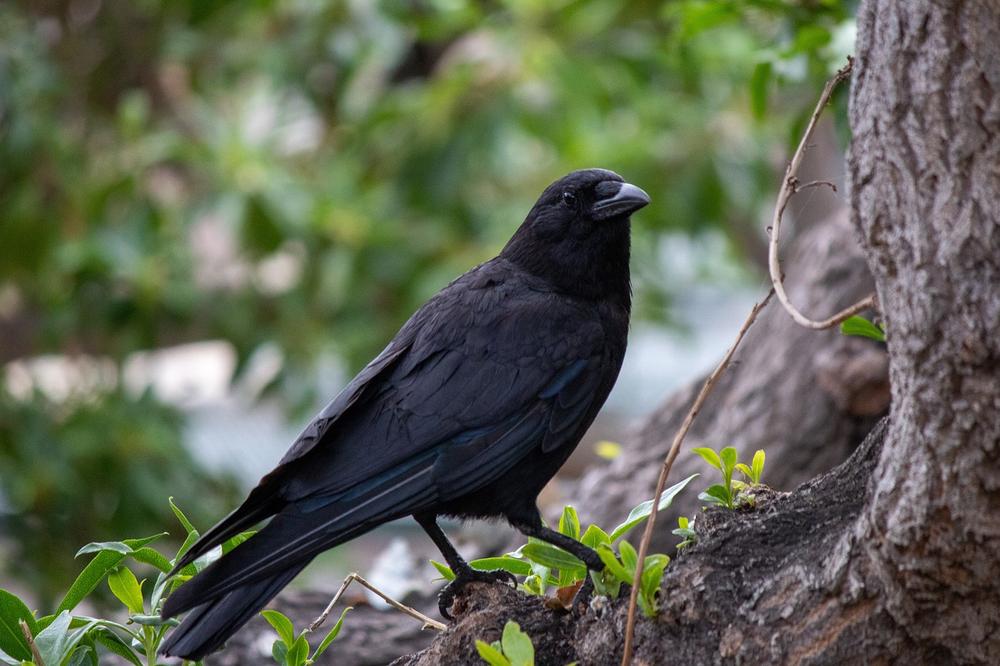 Unearthing the Hidden Opportunities and Transformative Power Behind the Presence of Ravens