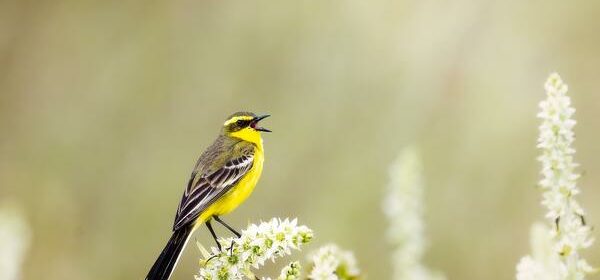 What Is the Spiritual Meaning of a Yellow Bird