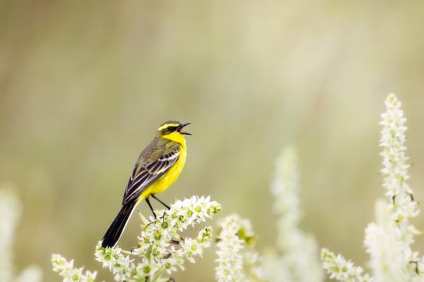 What Is the Spiritual Meaning of a Yellow Bird