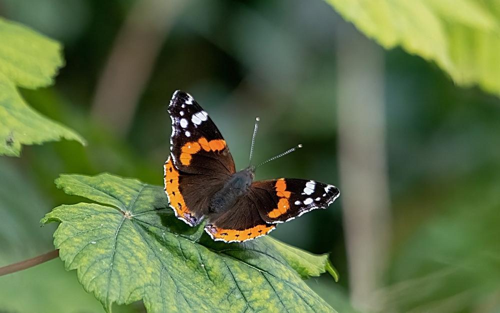 The Symbolic Significance of Red Butterflies