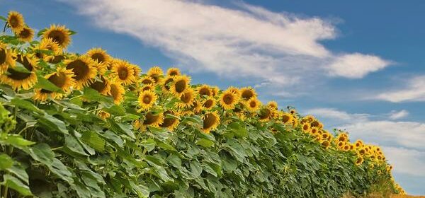 What Is the Spiritual Meaning of Sunflowers