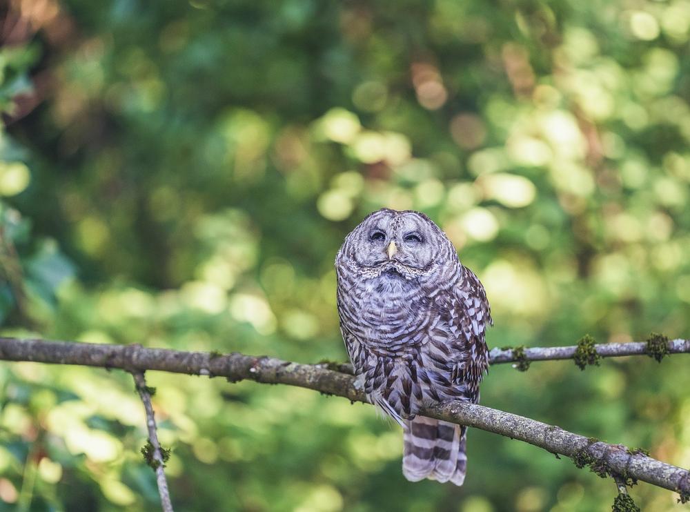 Barred Owl as a Spirit Animal