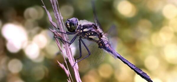 Spiritual Meaning of Seeing a Dragonfly