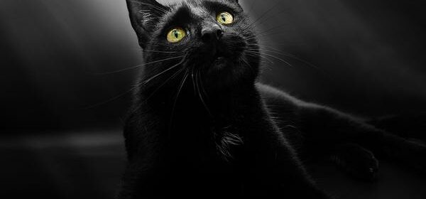 Black Cat at My Door Spiritual Meaning
