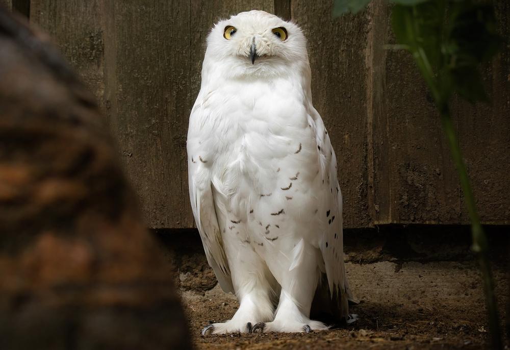 The Deep Wisdom and Sacred Insights of White Owls