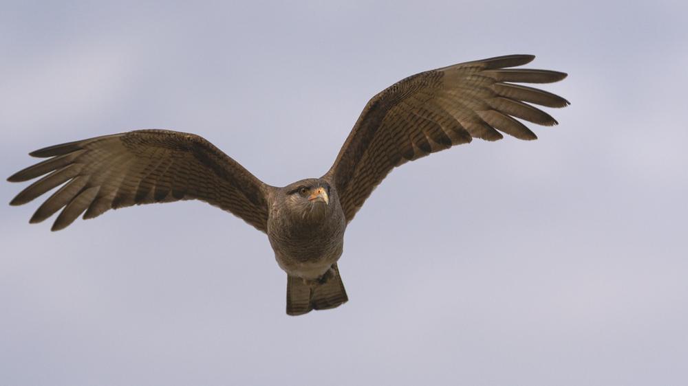 The Spiritual Message of a Hawk's Soaring Presence