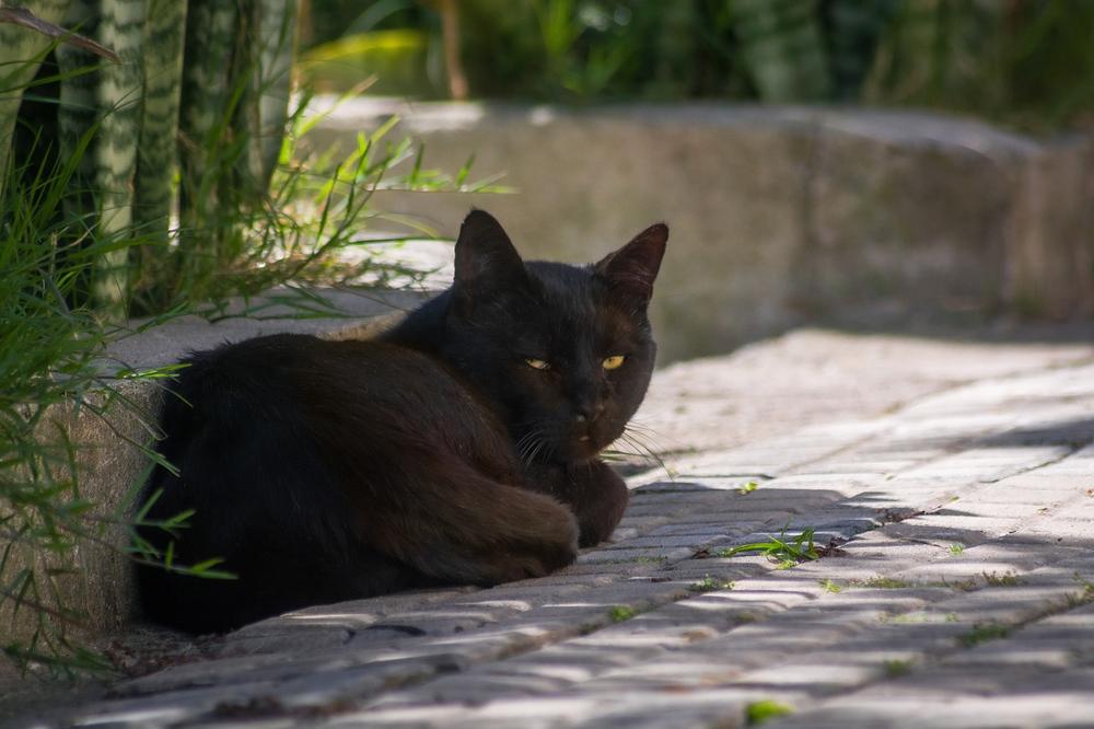 Dream of Black Cat Chasing You