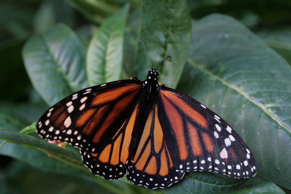 Monarch Butterflies as Catalysts of Resilience and Empowerment