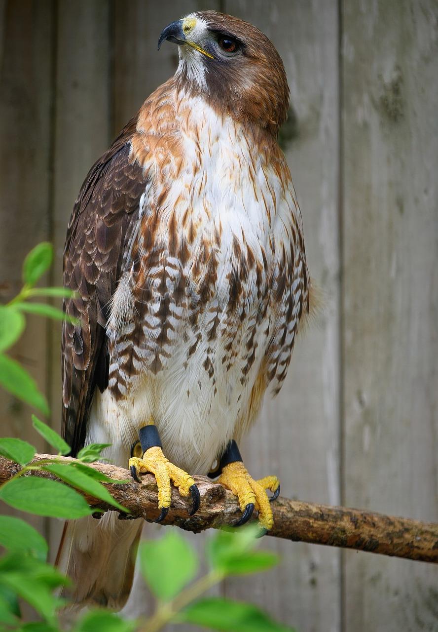 Hawk Feather Spiritual Meaning (Vision and Perspective!)