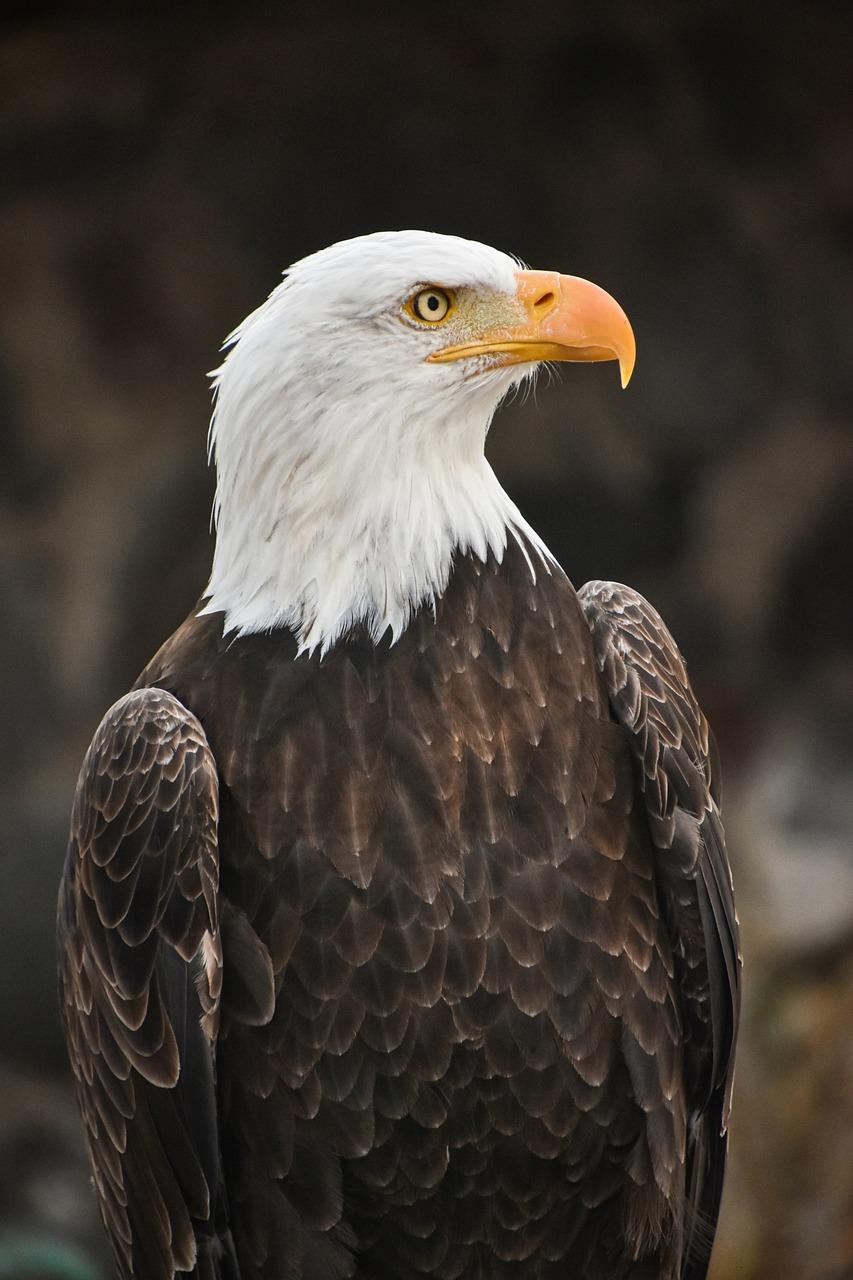 The Eagle Spirit Animal Is a Symbol of Clairvoyance and Freedom