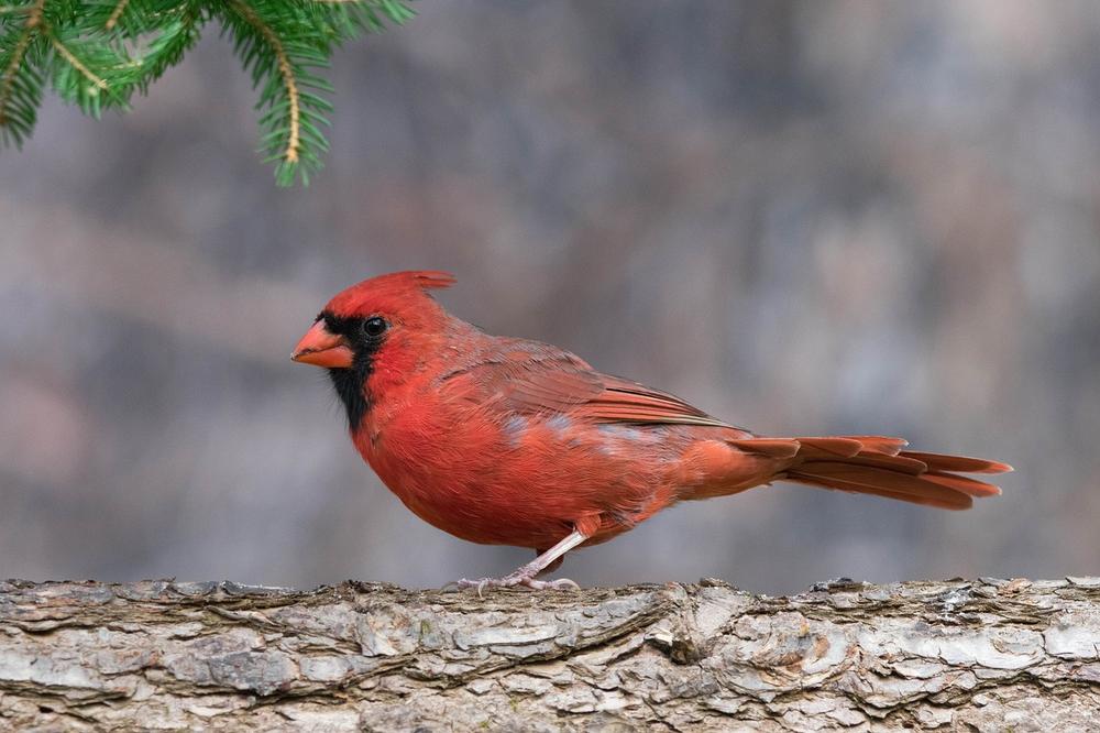 Red Bird Meaning in Manifestation and Creating Abundance