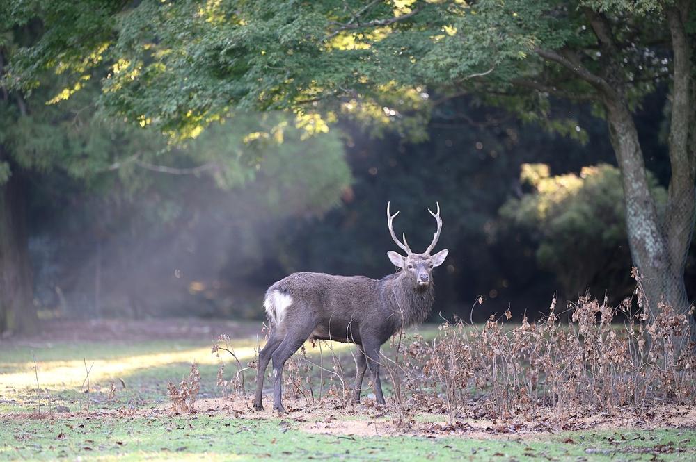 Spiritual Meaning of Hitting a Deer: Insights From a Deer Crossing Your Path